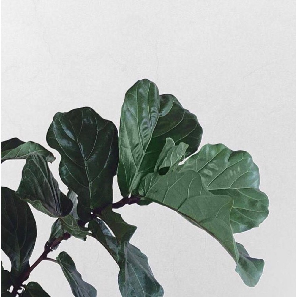 Meet your Posher, Billy